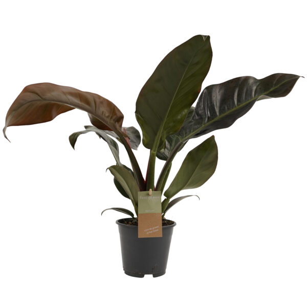Philodendron Imperial Red Feel Green