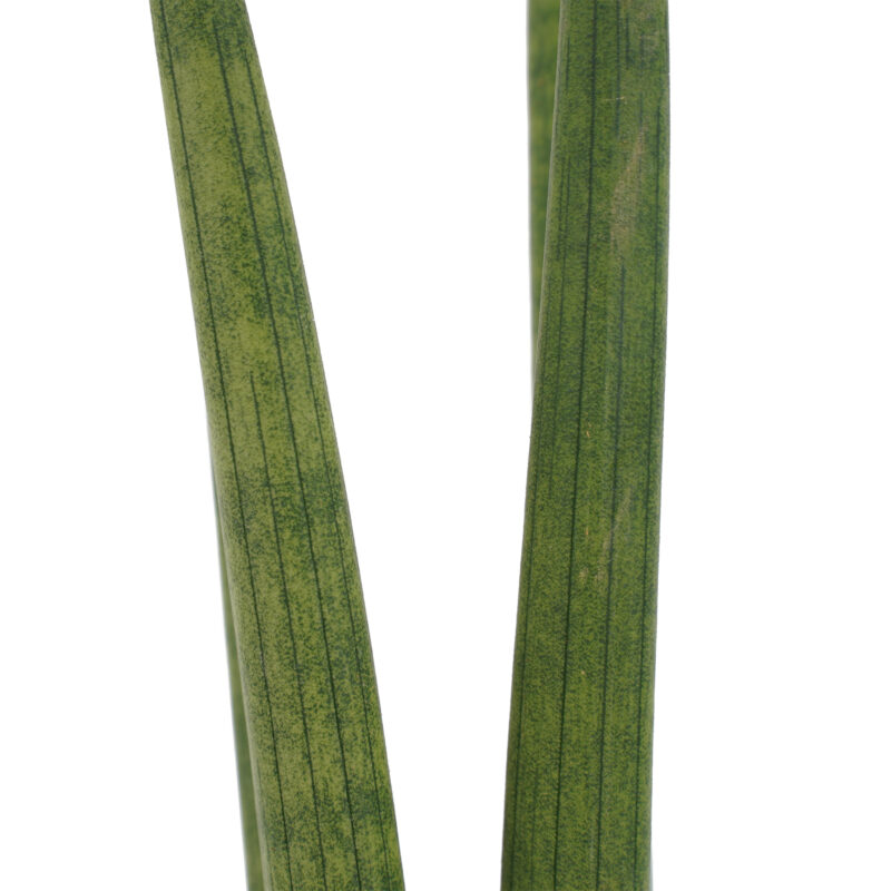 Sansevieria Cylindrica 35cm