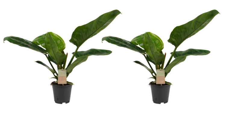 Duo Philodendron Imperial Green Feel Green