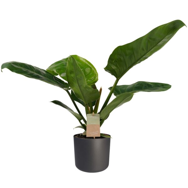 Philodendron Imperial Green Feel Green met Elho B.for soft antracite