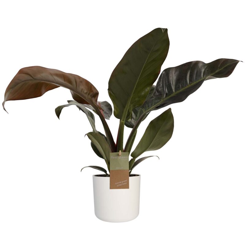 Philodendron Imperial Red Feel Green met Elho B.for soft white