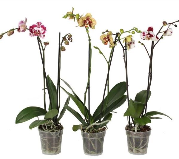 Phal Special Mix 2T14+