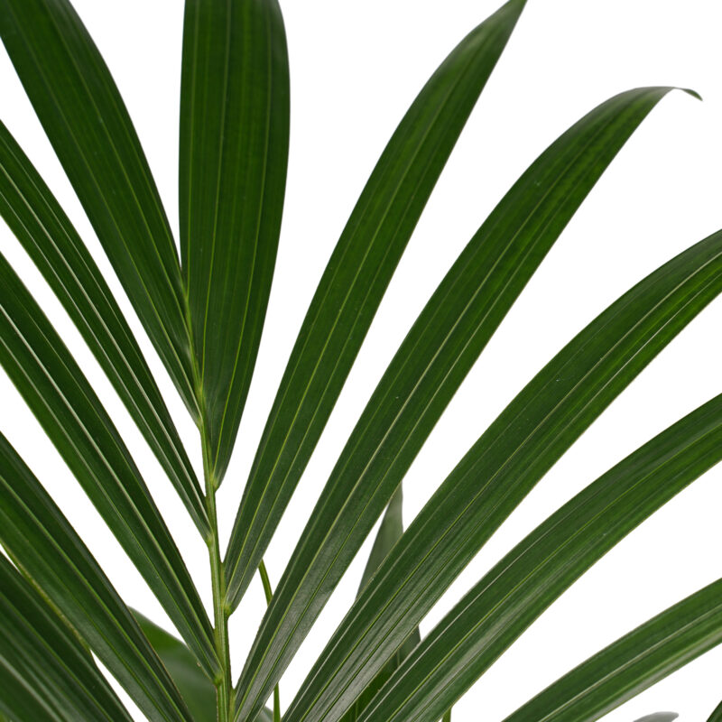 Kentia Palm - Elho brussels antracite