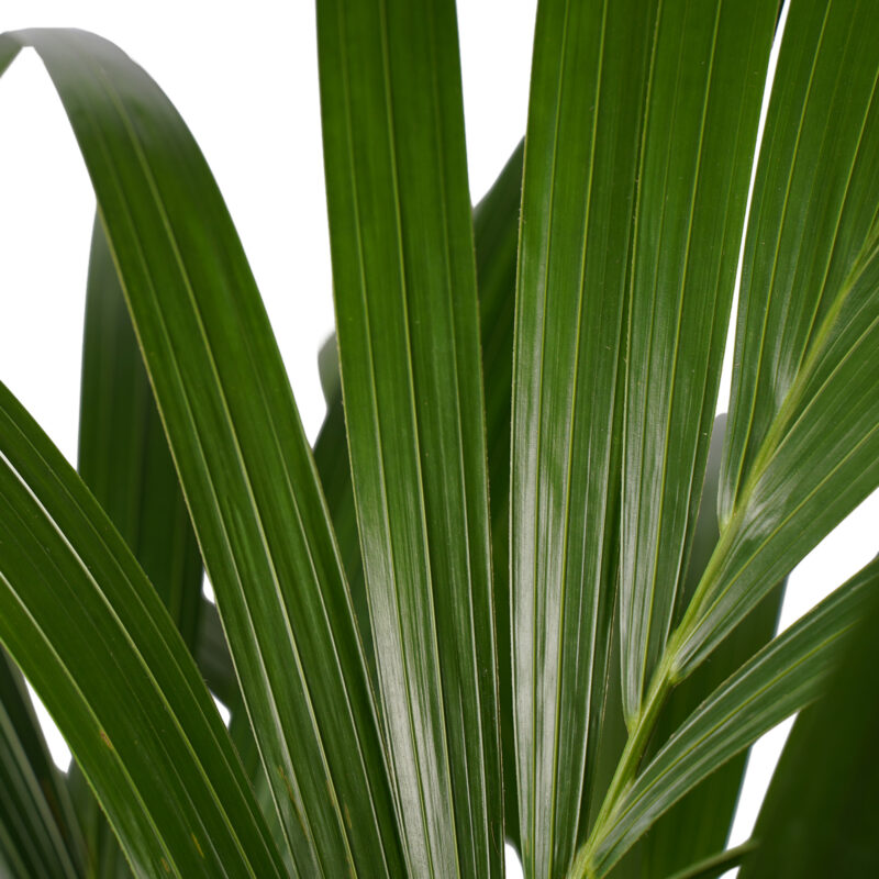 Kentia Palm - Elho brussels antracite