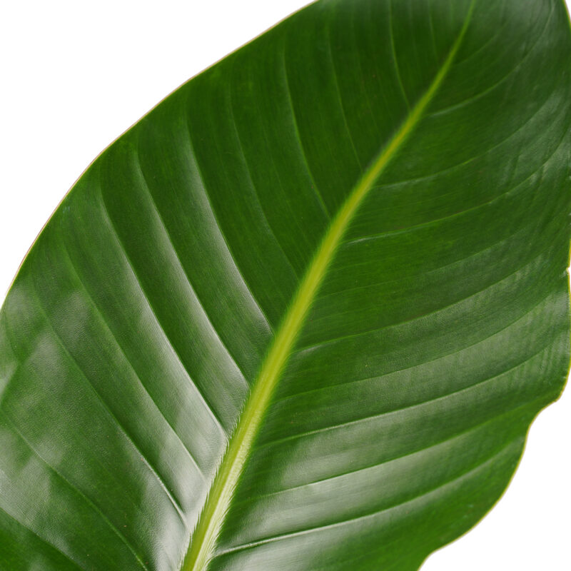 Strelitzia Nicolai - Elho brussels white