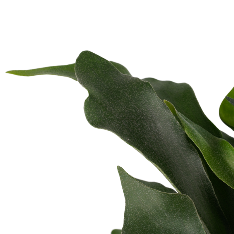Hersthoornvaren (Platycerium bifurcatum 'Netherlands')