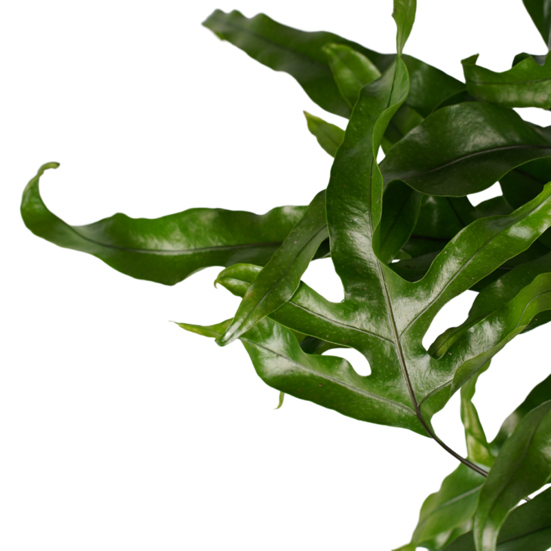 Kangaroo-varen (Microsorum diversifolium)