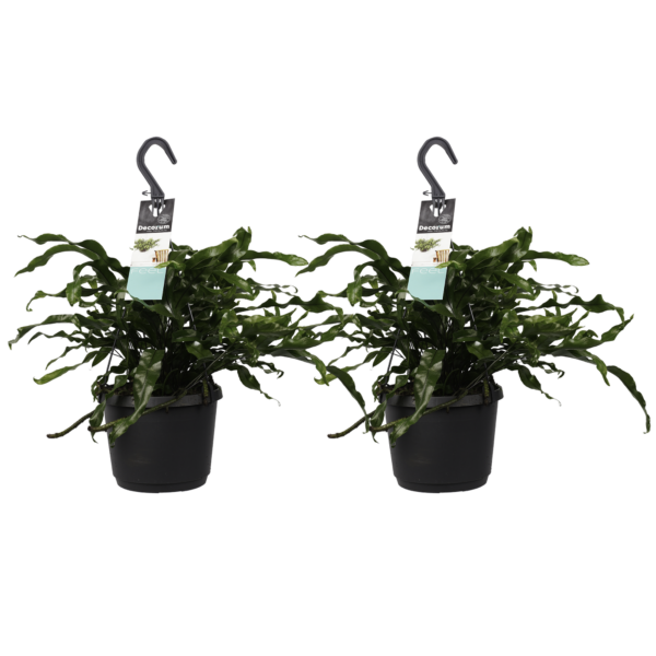 Duo Microsorum diversifolium
