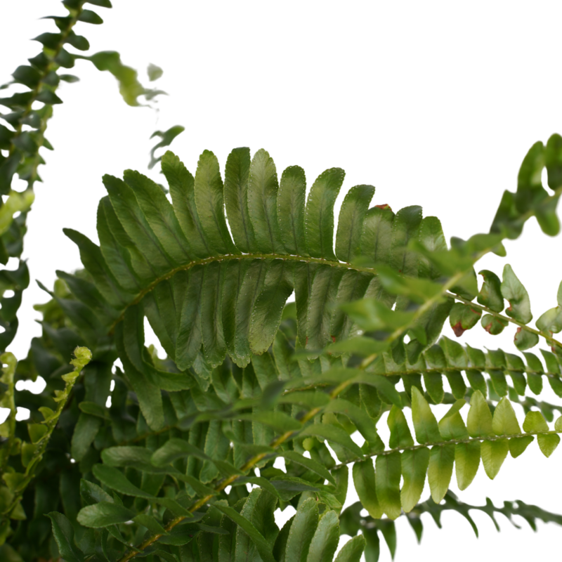 Krulvaren (Nephrolepis exaltata 'Green Lady')