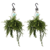 Duo Aeschynanthus japhrolepis