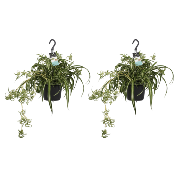 Duo Chlorophytum comosum 'Bonnie'