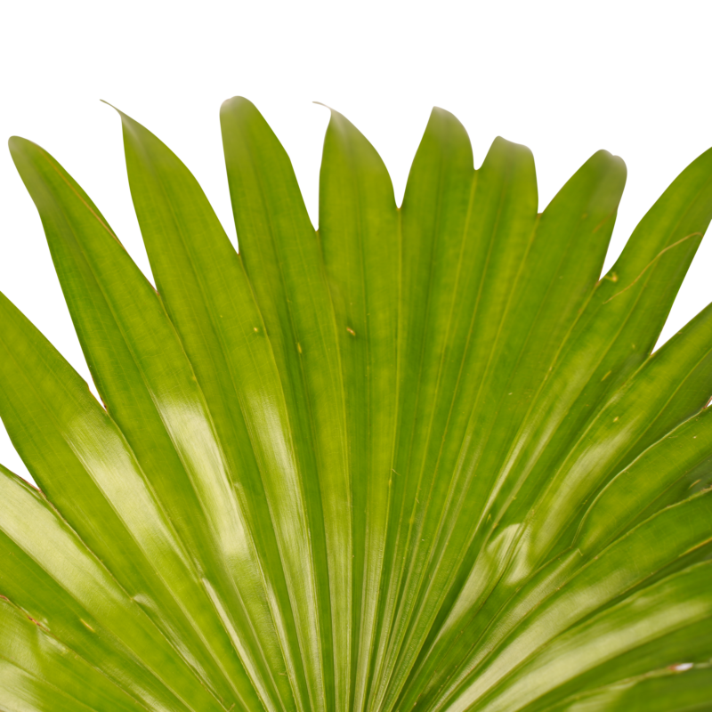 Livistona Rotendifolia