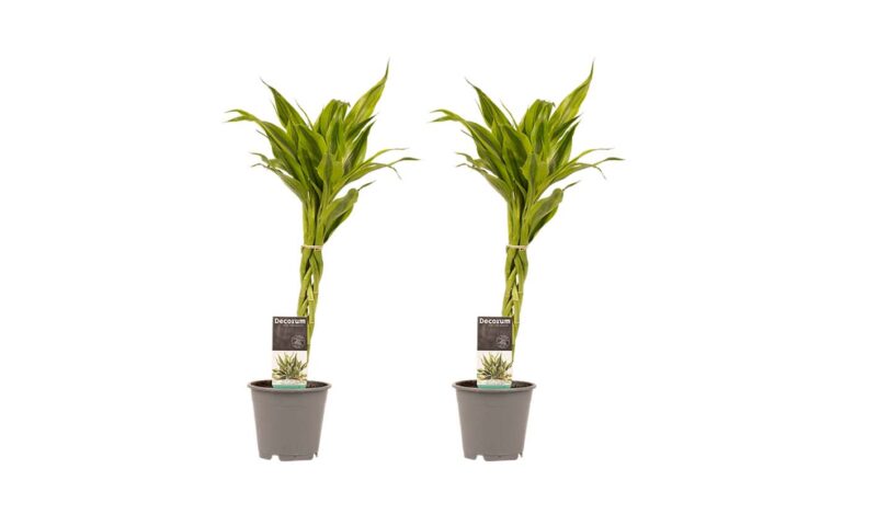 Duo 2 x Dracaena Sandriana gold