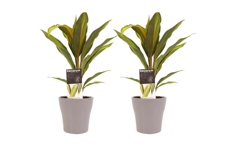 Duo 2x Cordyline Kiwi met Anna taupe