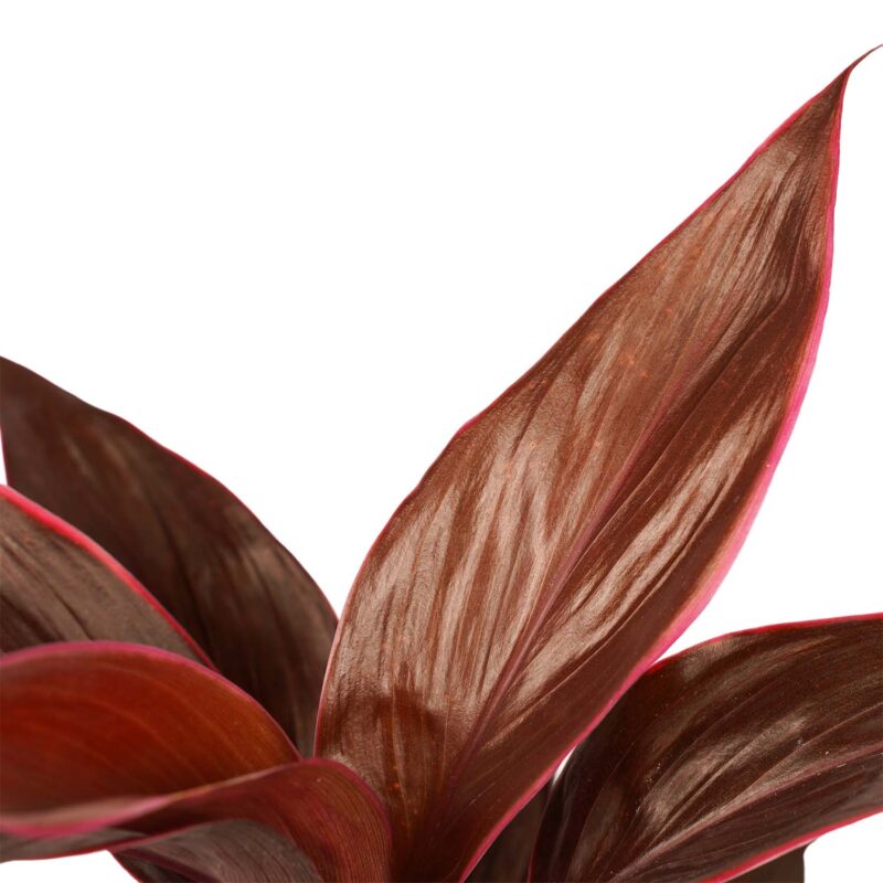 Duo 2x Cordyline Mambo