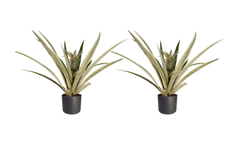 Duo 2 x Ananas Champaca met Elho B.for soft antracite