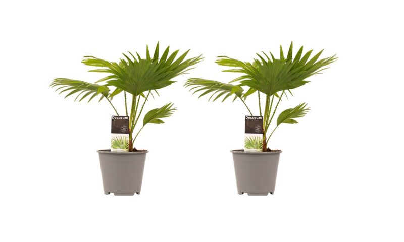 Duo 2 x Livistona Rotendifolia