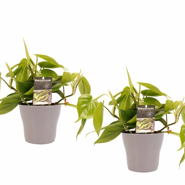 Duo Philodendron Scandens met potten Anna Taupe