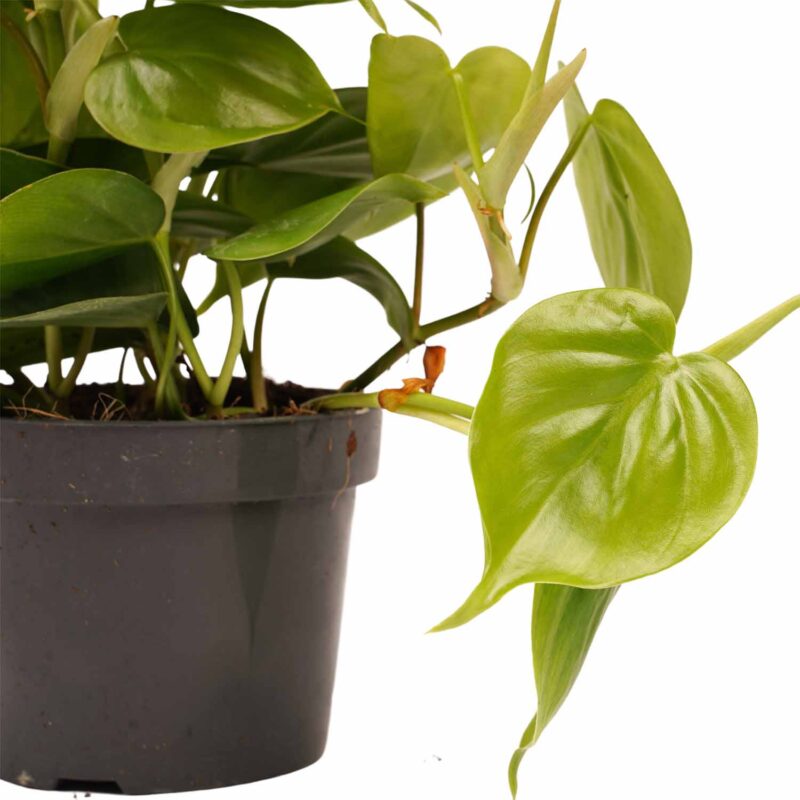 Duo Philodendron Scandens met potten Anna Taupe