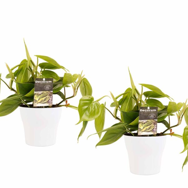 Duo Philodendron Scandens met potten Anna White