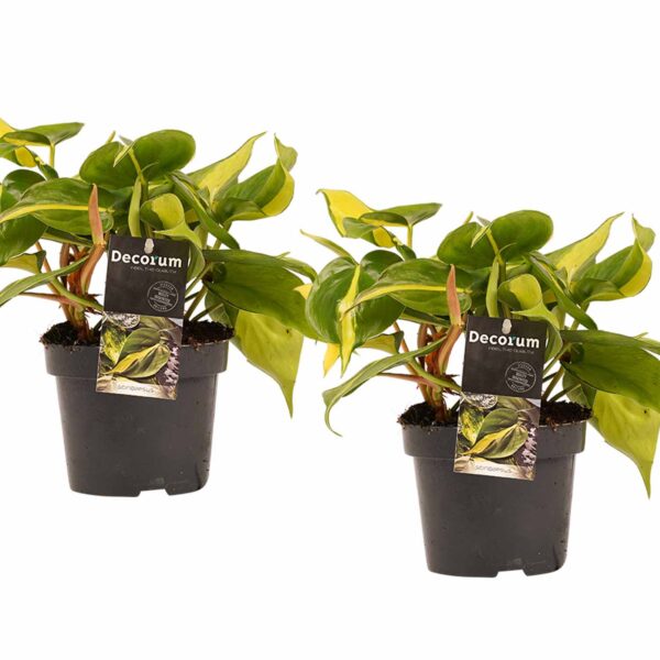 Duo Philodendron Brazil