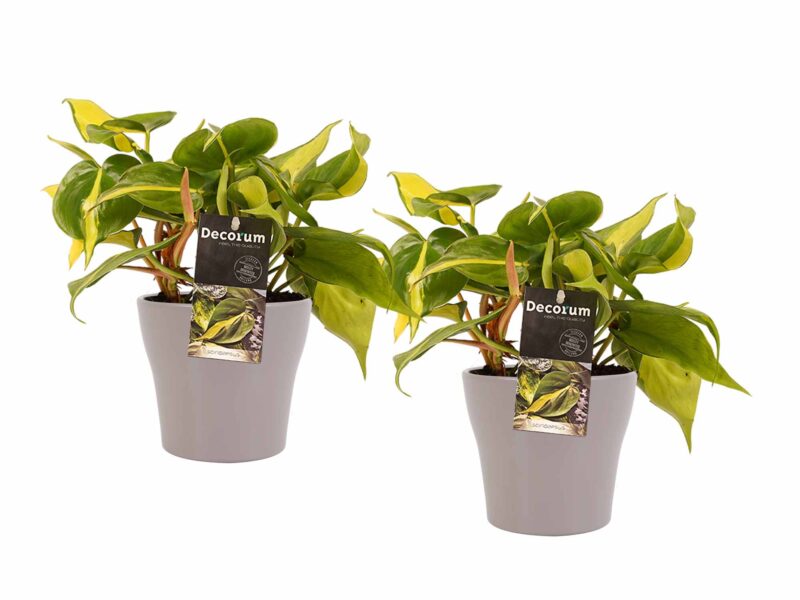 Duo Philodendron Brazil met potten Anna Taupe
