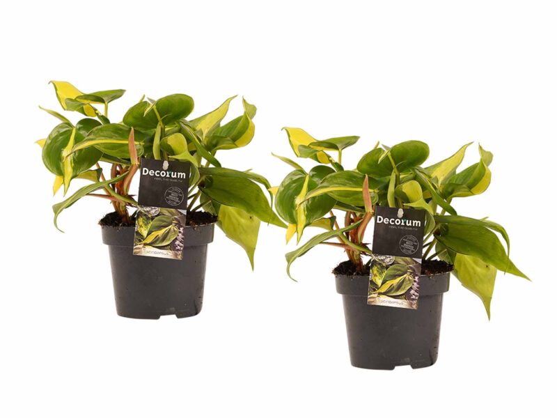 Duo Philodendron Brazil - Philodendron Scandens