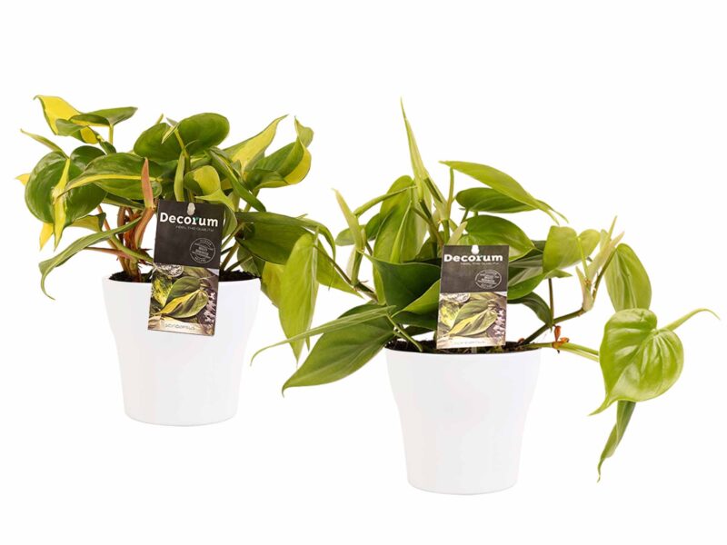 Duo Philodendron Brazil - Philodendron Scandens met potten Anna White