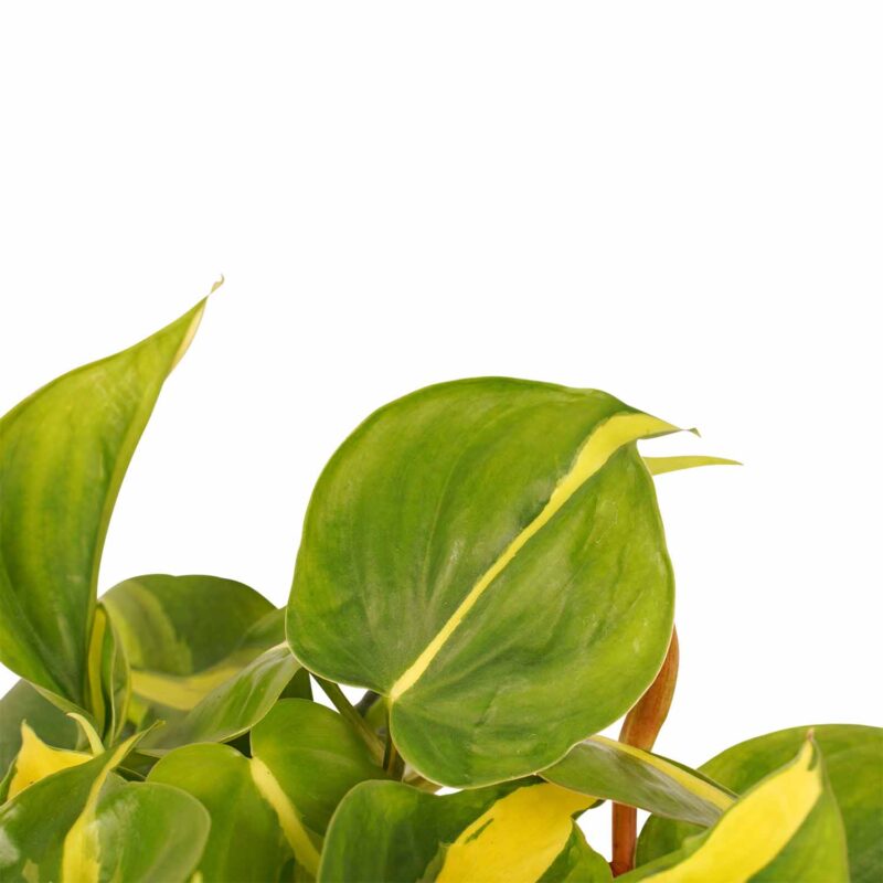 Duo Philodendron Brazil - Philodendron Scandens met potten Anna White