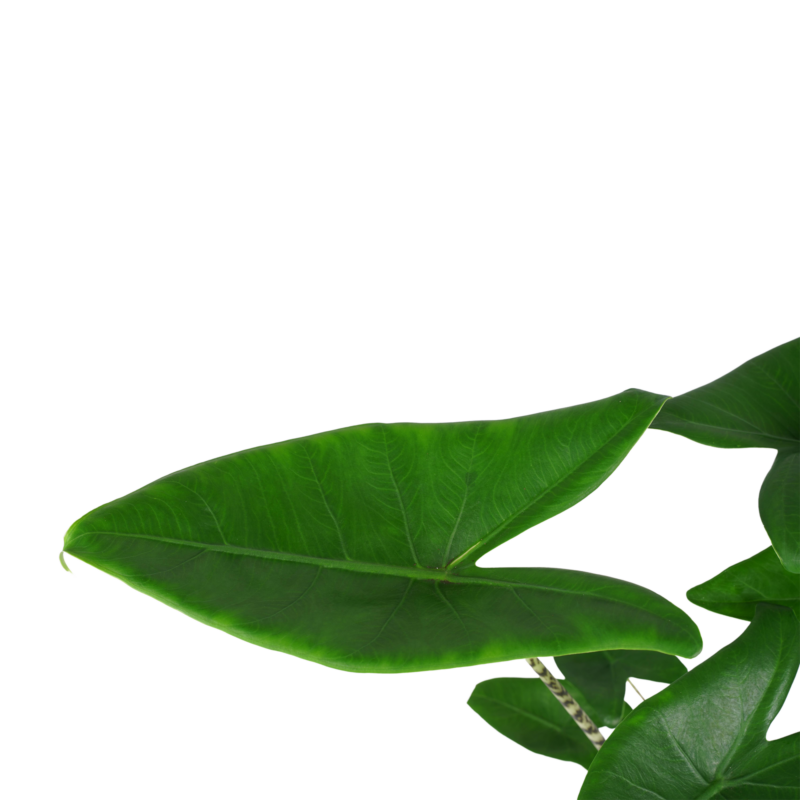 Olifantsoor (Alocasia Zebrina)