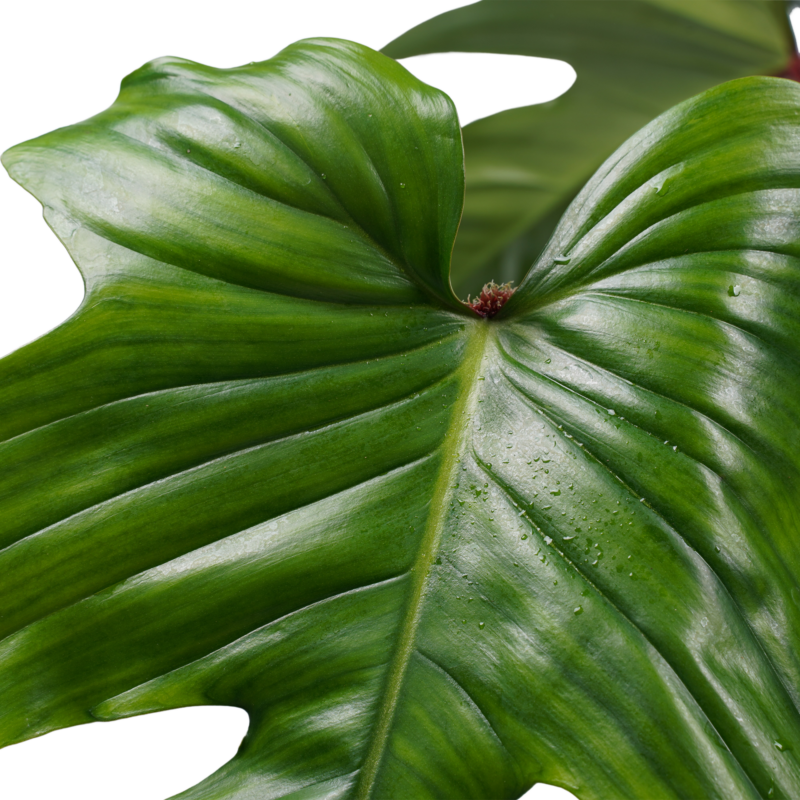 Philodendron Squamiferum  - Pyramide