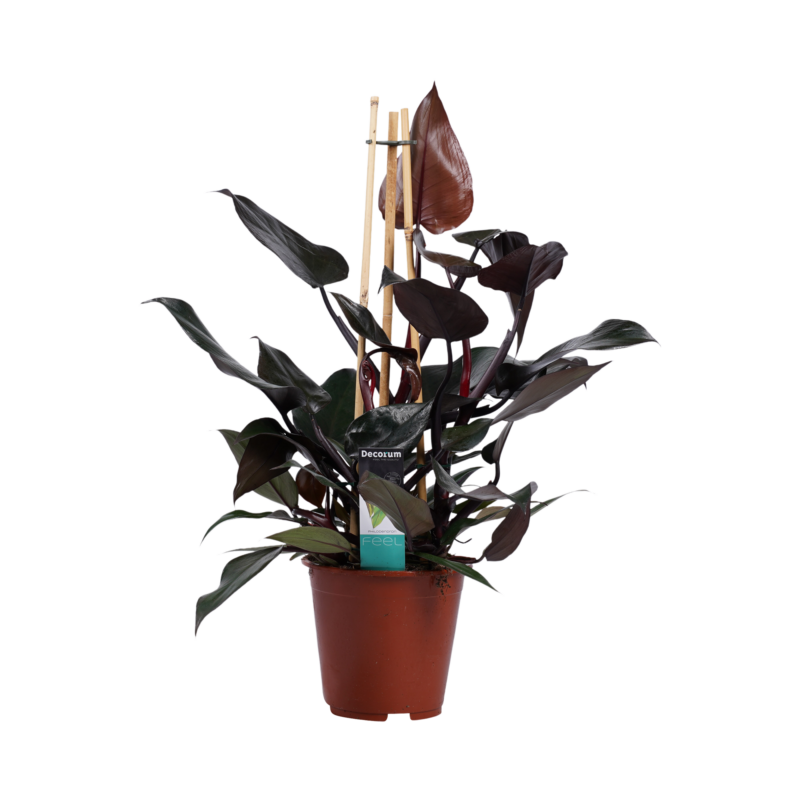Philodendron Ruby  - Pyramide