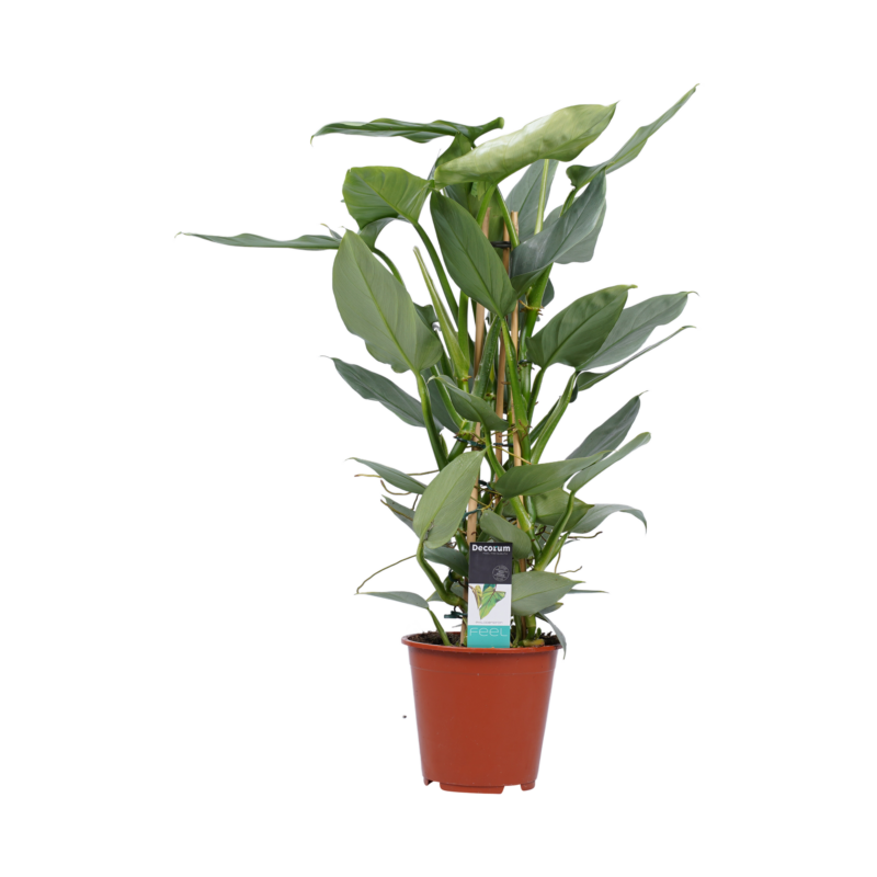 Philodendron Grey  - Pyramide