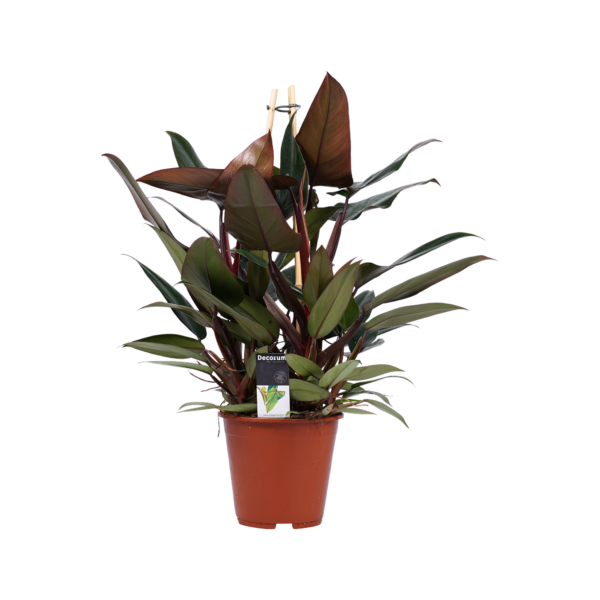 Philodendron New Red – Pyramide