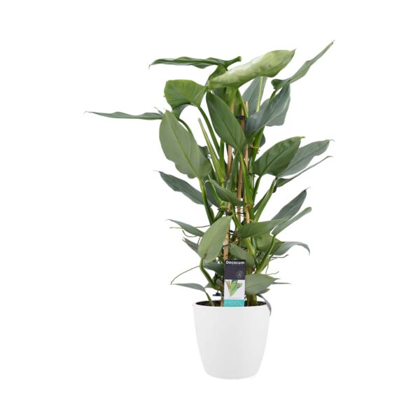 Philodendron Grey  - Pyramide in ELHO Round (wit)
