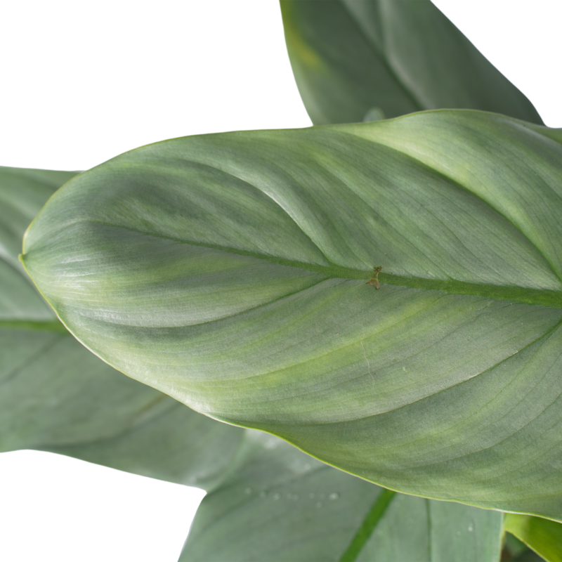 Philodendron Grey  - Pyramide in ELHO Round (wit)