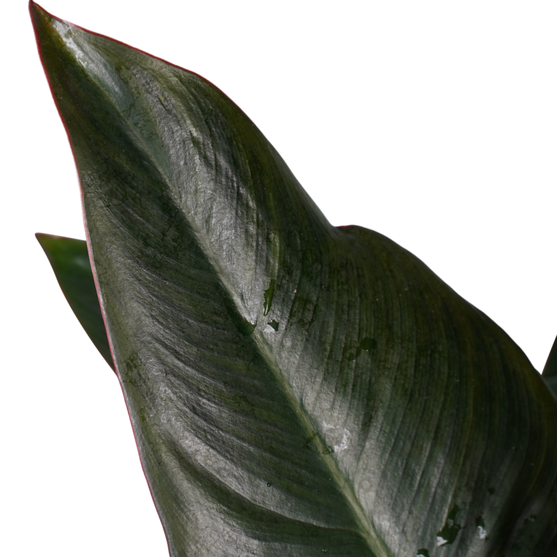 Philodendron New Red  - Pyramide in ELHO Round (wit)