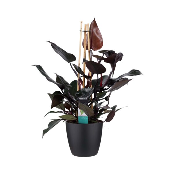 Philodendron Ruby  - Pyramide in ELHO Round (zwart)