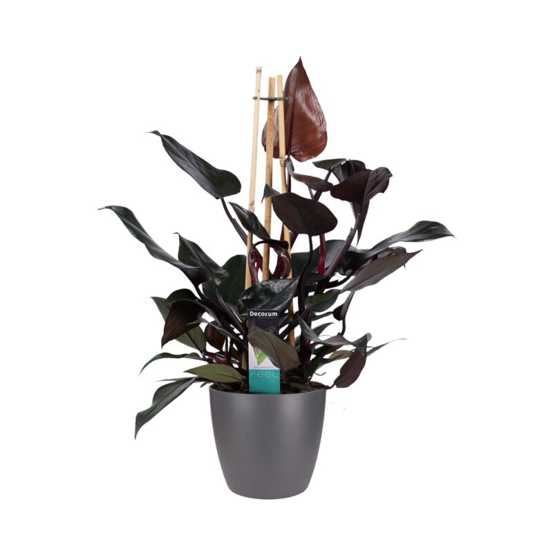 Philodendron Ruby  - Pyramide in ELHO Round (antraciet)