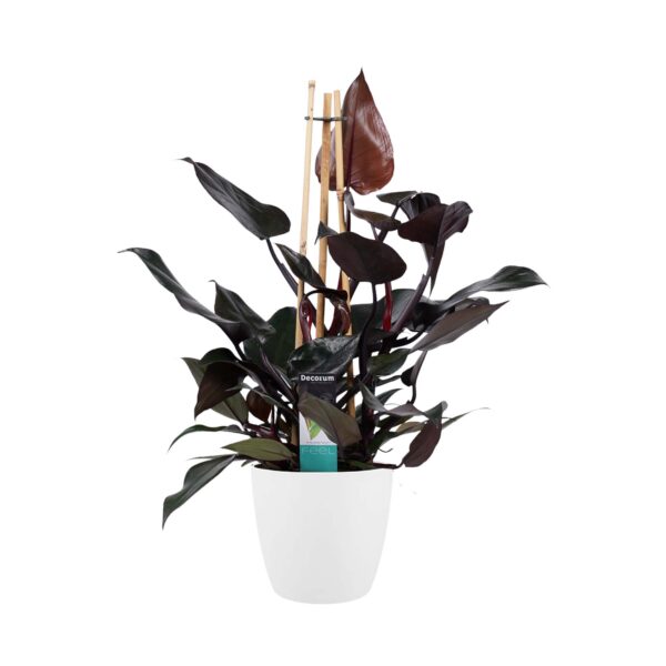 Philodendron Ruby  - Pyramide in ELHO Round (wit)