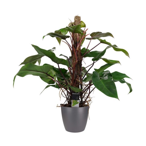 Philodendron Red Emerald met ELHO brussels antracite