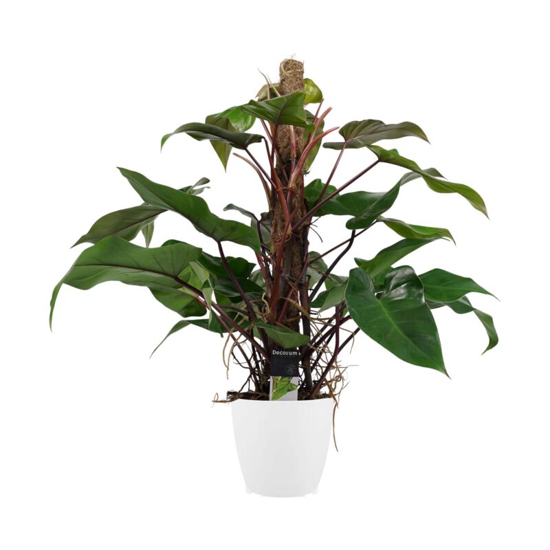 Philodendron Red Emerald met ELHO brussels white