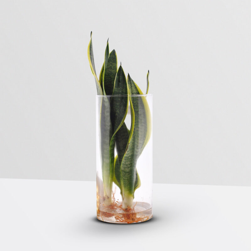 Sanseveria in Cilinderglas