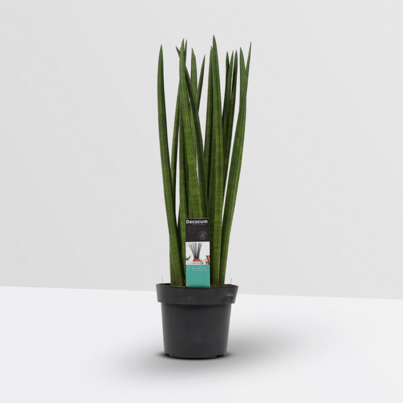 Sansevieria Cylindrica