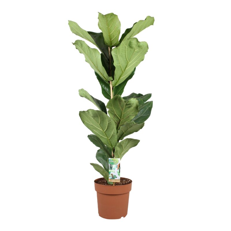 Vioolplant (Ficus Lyrata)