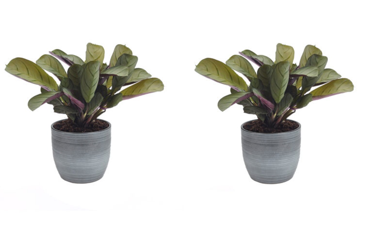 Twee Ctenanthe Amagris planten in pot van keramiek (grijs)