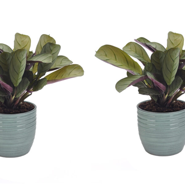 Twee Ctenanthe Amagris planten in pot van keramiek (mint)
