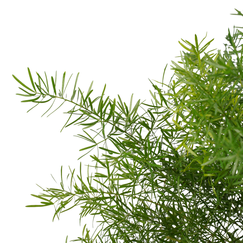 Sierasperge (Asparagus densiflorus 'Sprengeri')