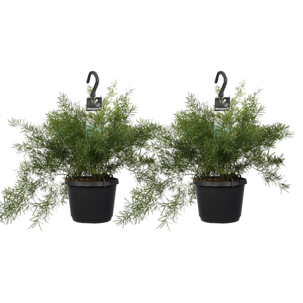 Twee Sierasperge (Asparagus densiflorus 'Sprengeri') planten