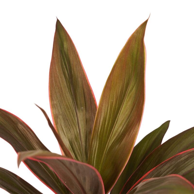 Combipakket Cordyline met Anna grey potten